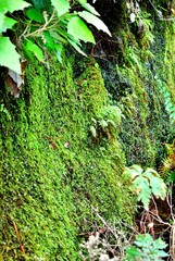 Born of Marcos y Cordero, it is one of the most important springs of the Canary Islands and is located about 1,350 meters high. It is a landscape formed by a path that starts from the Casa del Monte.