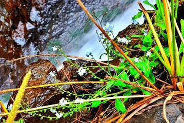 Born of Marcos y Cordero, it is one of the most important springs of the Canary Islands and is located about 1,350 meters high. It is a landscape formed by a path that starts from the Casa del Monte.