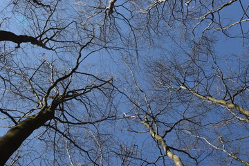 Kronen unbelaubter Buchen im Frühjahr