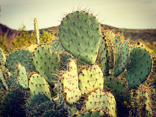 Prickley Pear Cactus © Jody