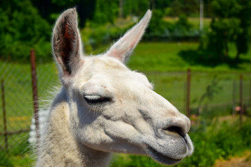 Obraz premium Lama biała na tle zieleni