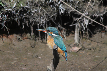 Eisvogel