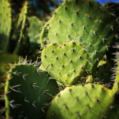 Cactus Heart