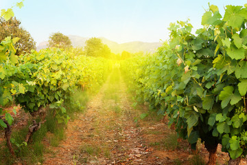 Fototapeta na wymiar Sunny landscape of vineyard