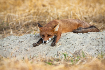 Bored young red fox, vulpes vulpes, lying down and stretching legs on agricultural field. Cute wild...