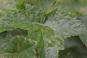 Wasser Pfütze in einem Blatt