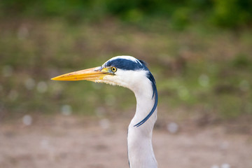 great blue heron