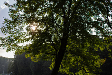 Fototapeta premium Sun rays break through the foliage on a summer day
