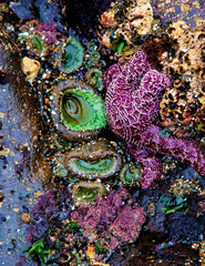 Oregon Coast