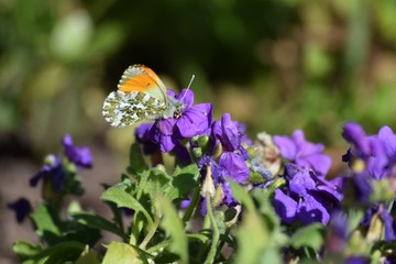 orange tip Butterfly