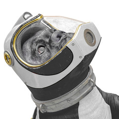 dog the astronaut looking up to the stars in white background