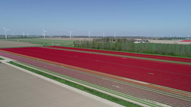 Prachtvolle Tulpenfelder in den Niederlanden aus der Luft gefilmt