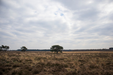 landscape with a tree and clouds