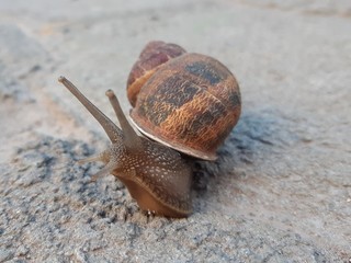 Caracol grande con caparazón café