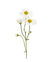 Daisy flowers and buds