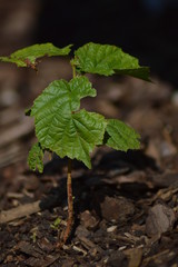 Sträuchen