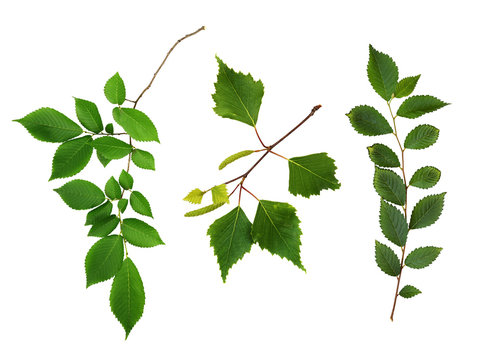 Set of fresh branches with green leaves