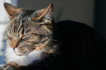 Cat basks  in the sun 