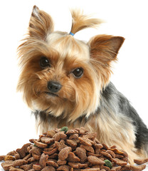 Cute Yorkshire terrier and pile of dog food on white background