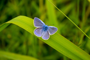 Niebieski motylek na zielonej trawie w zbliżeniu