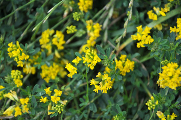 Blossoms of alfalfa sickle (Medicago falcata)