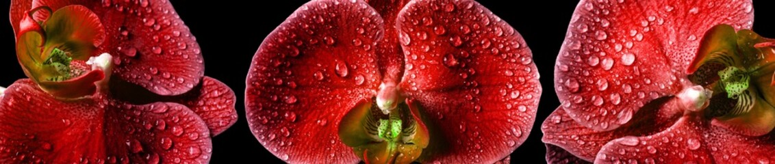 Panoramic view of three red orchids macro with dew © Maciej