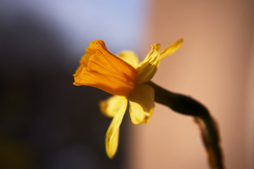 kwiat narcyz