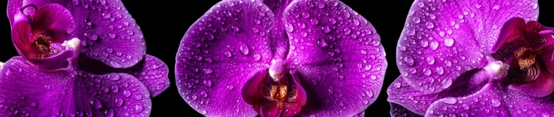 Panoramic view of three violet orchids macro with dew © Maciej
