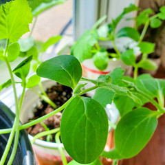 Cucumber plant for planting in the garden. Young seedlings of cucumbers. safety food, nature, environment and ecology concept.