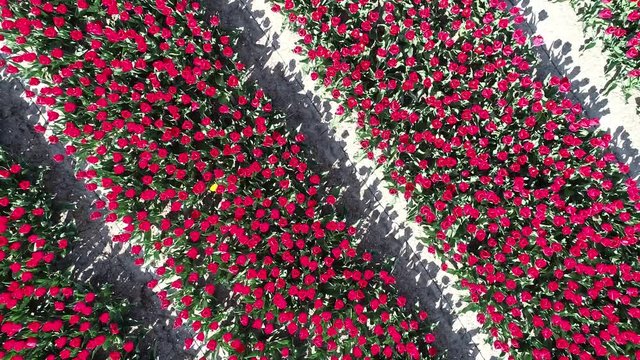 Prachtvolle Tulpenfelder in den Niederlanden aus der Luft gefilmt