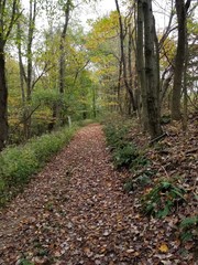 path in the woods