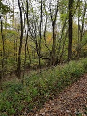 path in the woods