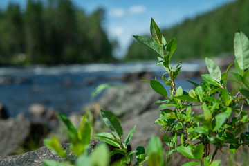 Natural green branches infront of a wild river. Summertime in Sweden.