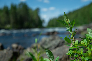 Natural green branches infront of a wild river. Summertime in Sweden.