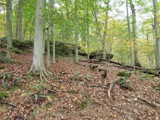 Fallen branches in woods