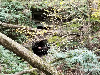 Fallen tree in woods