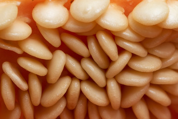 Macro photography of red bell pepper seeds (also known as sweet pepper and capsicum, paprika)