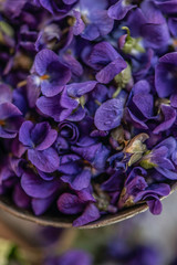 Violet violets flowers bloom from a spring forest. Viola odorata filled frame detail close up 