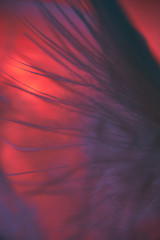 macro puch © ProBafoto