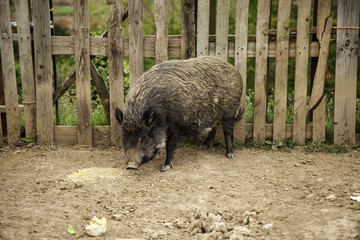 Wild boar farm