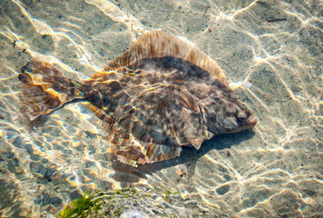 Flunder fish in the shallow water