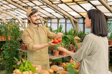 Positive young bearded organic food seller in apron showing tomatoes to customer while selling it at farmers market