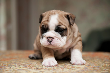 Cute small american bulldog puppie