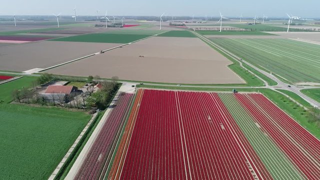 Prachtvolle Tulpenfelder in den Niederlanden aus der Luft gefilmt