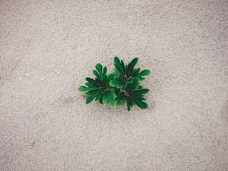 Green plant and leaves in sand at a beach