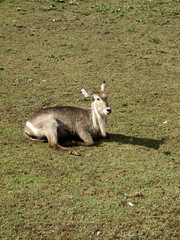 Antilope saber nature