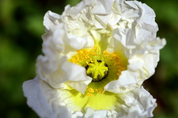 Zerknitterte weiße Mohnblüte