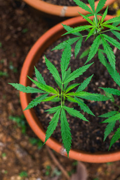 Cannabis