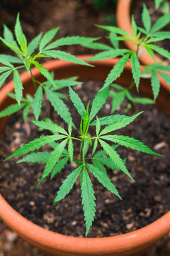 Cannabis