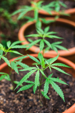 Cannabis